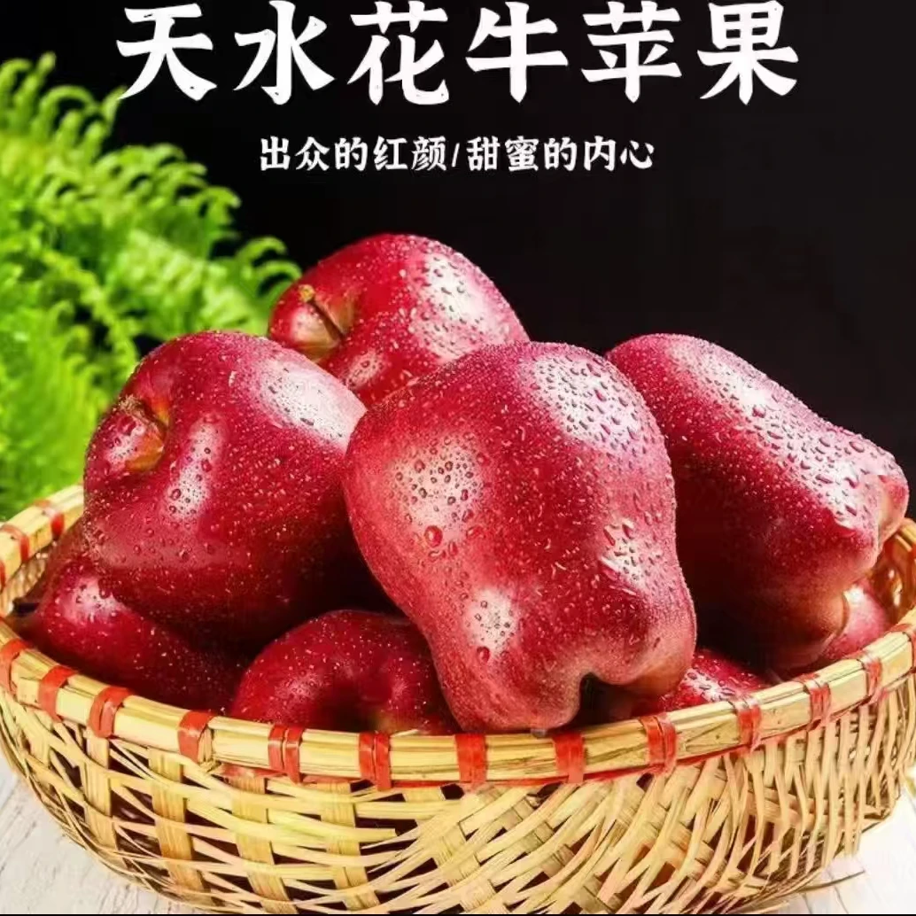 【精品】甘肃天水花牛粉面苹果新鲜当季水果5斤/10斤香甜粉脆苹果