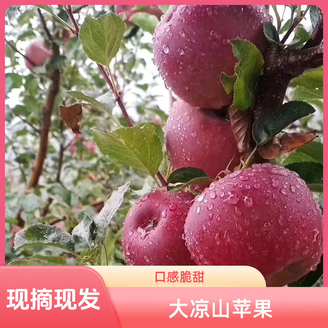 正宗大凉山盐源丑苹果 新年佳品