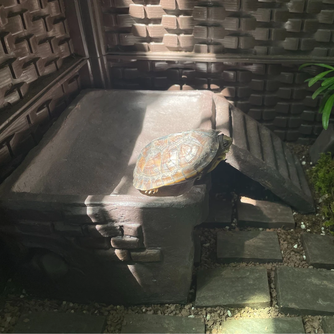 乌龟缸晒台爬台爬梯晒背陶瓷手工仿真房屋休息鱼缸造景躲避高水位