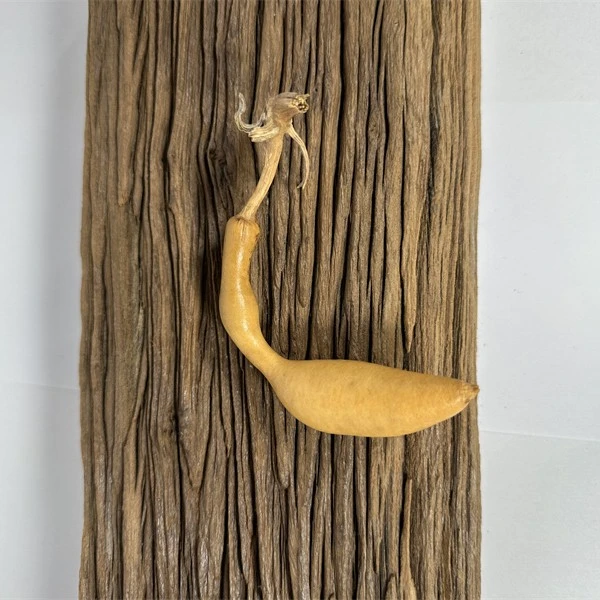 蚂蚁肚文玩葫芦摆件挂件手把件胖墩天然瑕疵烙画雕刻三庭八宝种子