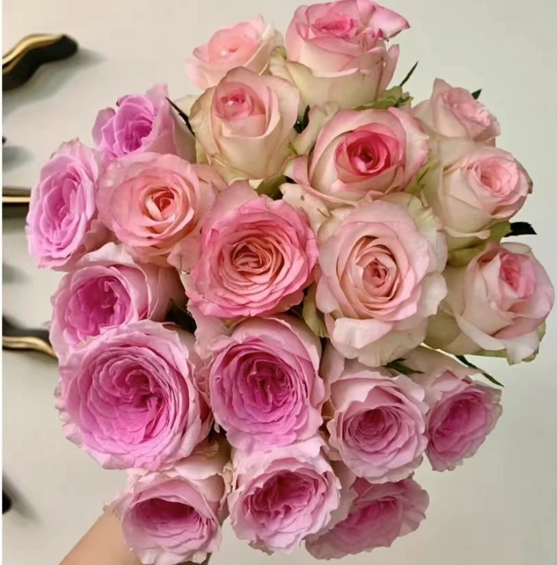 【爱莎+洛神】云南鲜花基地直发 花卉绿植 鲜花直播间现场卖花 玫瑰