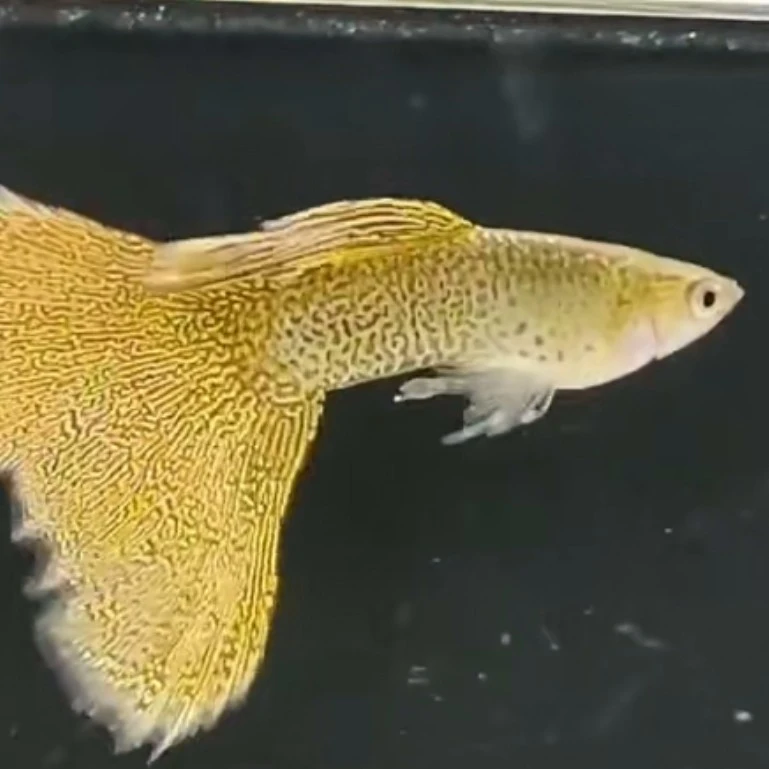 精品黄蕾丝野生色孔雀鱼粗腰细纹淡水鱼热带鱼（入缸不包损）