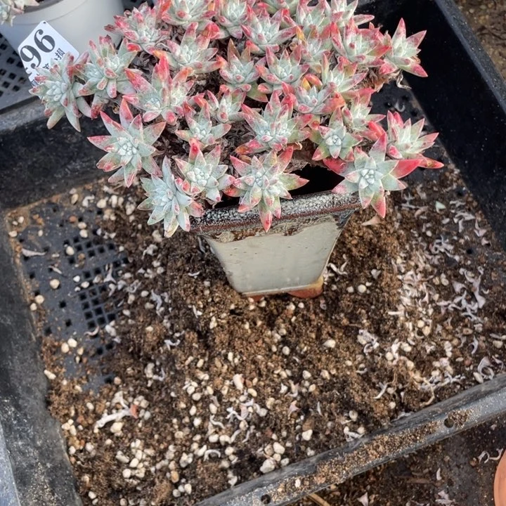 新*496号白菊多肉植物