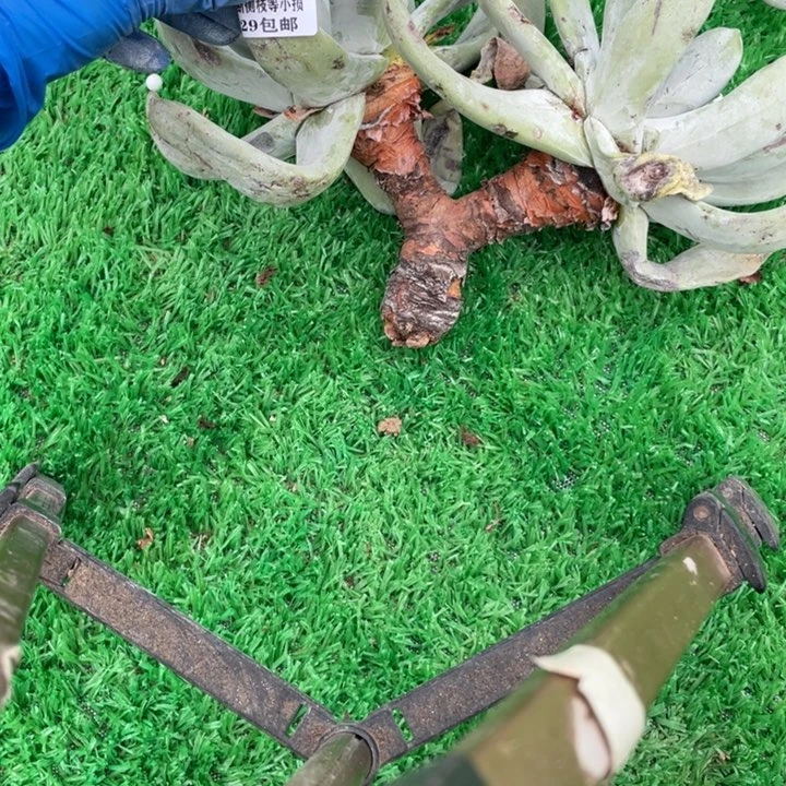 554号拇指多肉植物