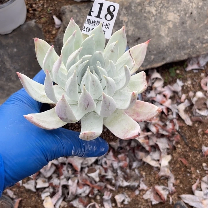 墨*418号雪山杂多肉