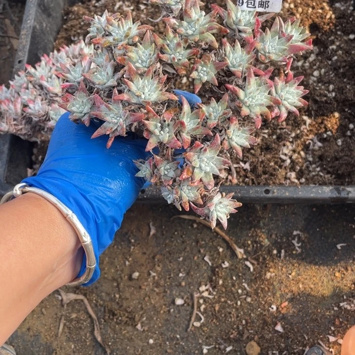 418号白菊多肉植物有干疤