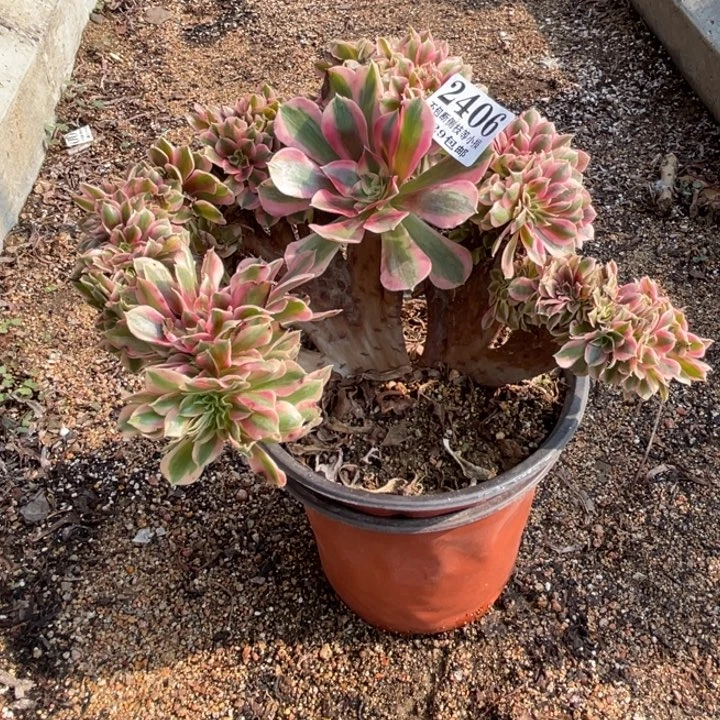 406号粉女巫缀化多肉