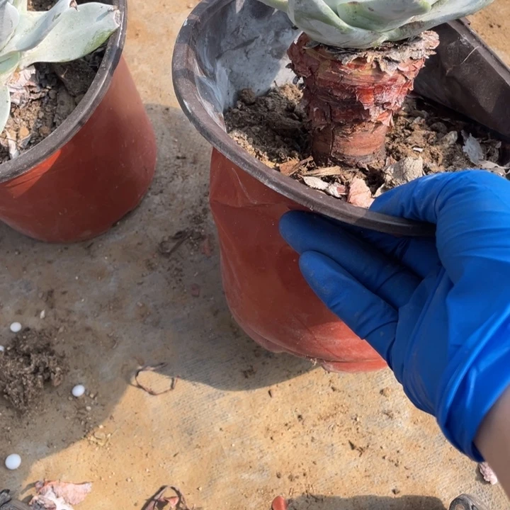 352号雪山多肉植物