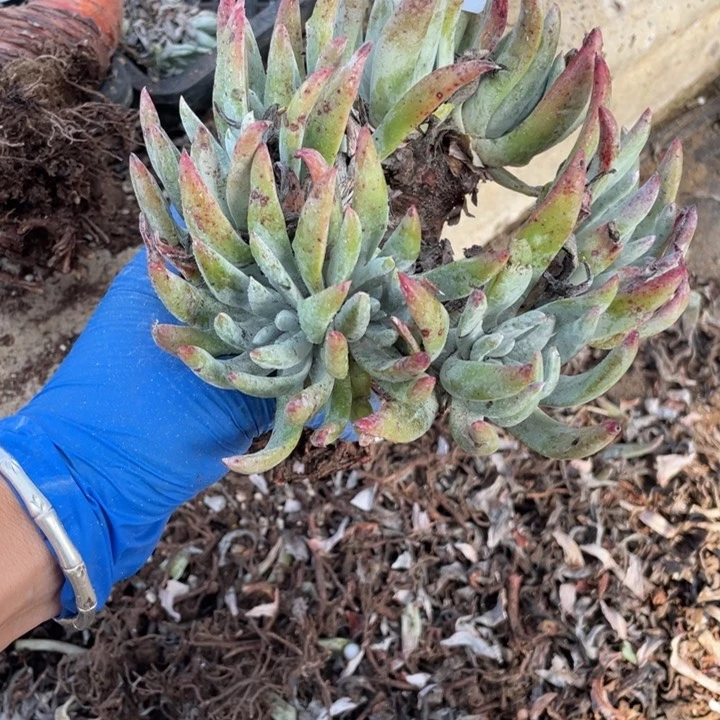 城****达611号帕杂多肉植物