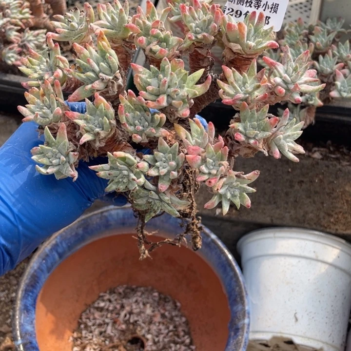 651号白菊多肉植物2颗