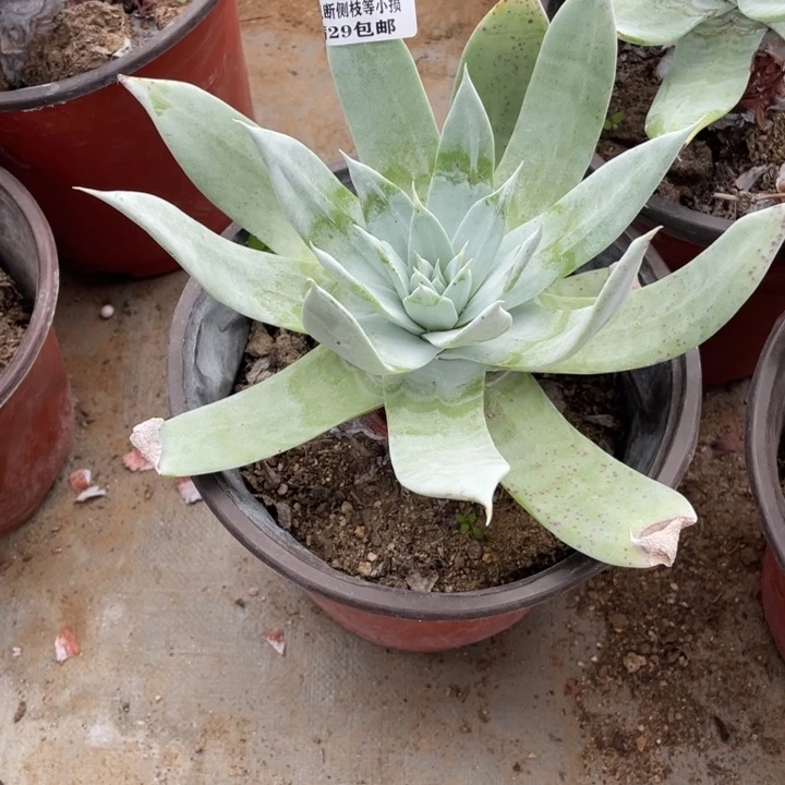 205号雪山多肉植物