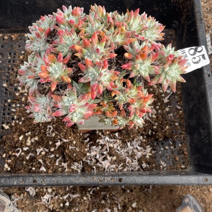 85号白菊多肉植物