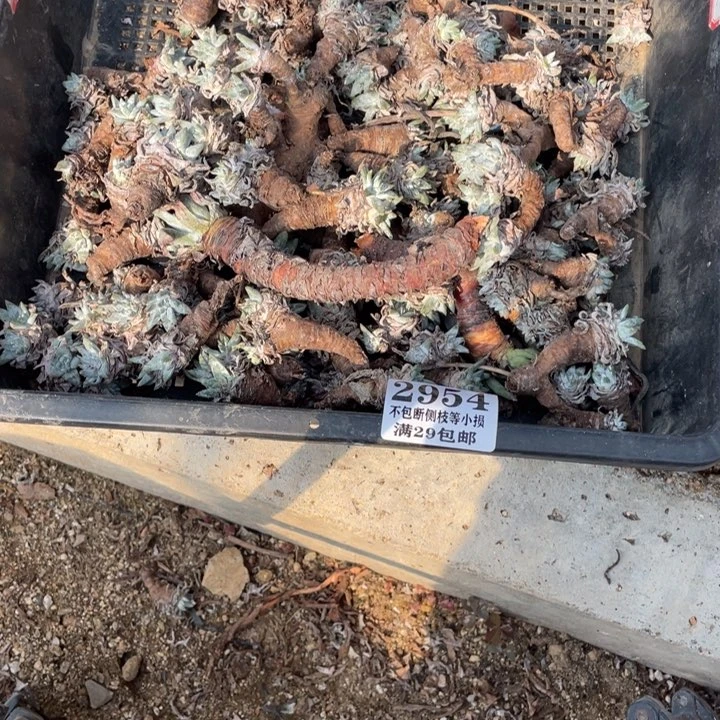 甜****1954号白菊多肉植物