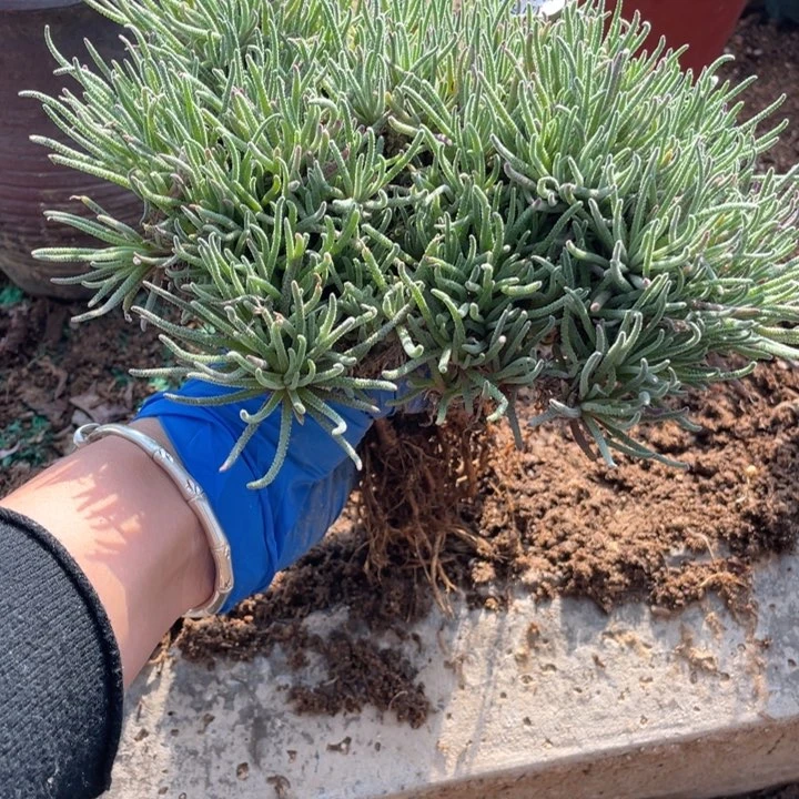 385号天赐多肉植物