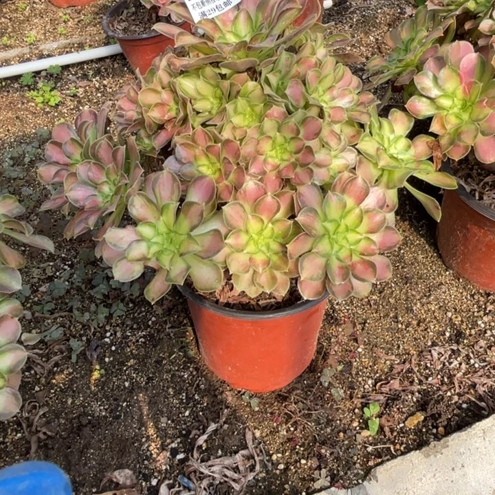 464号韶华多肉植物