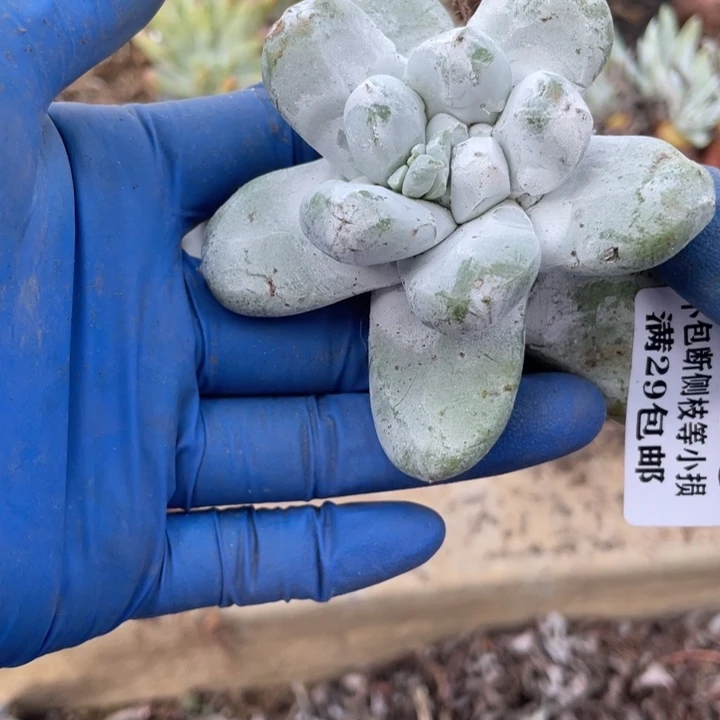 623号拇指多肉植物