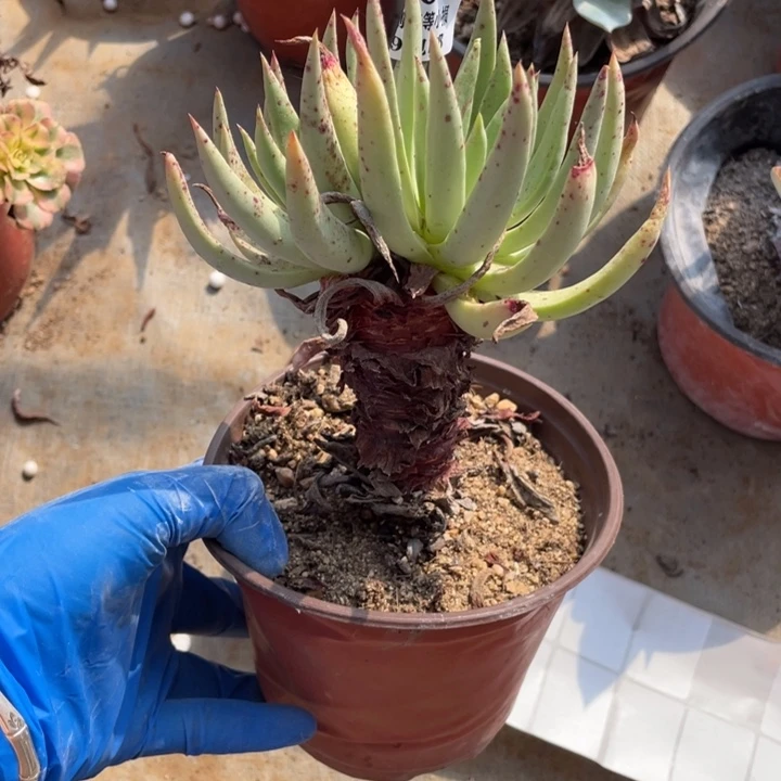 207号伊静思多肉植物