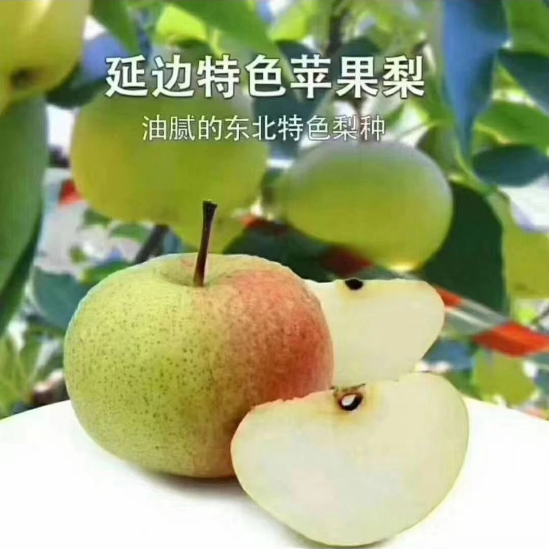 【产地直采】延边特色三合苹果梨新鲜多汁精品包装