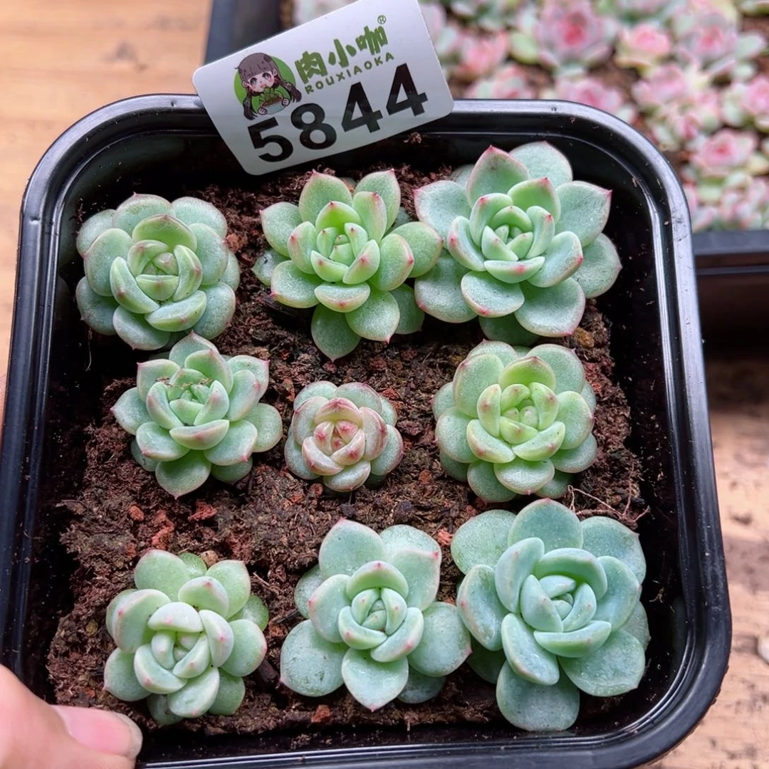 多肉植物多肉植物