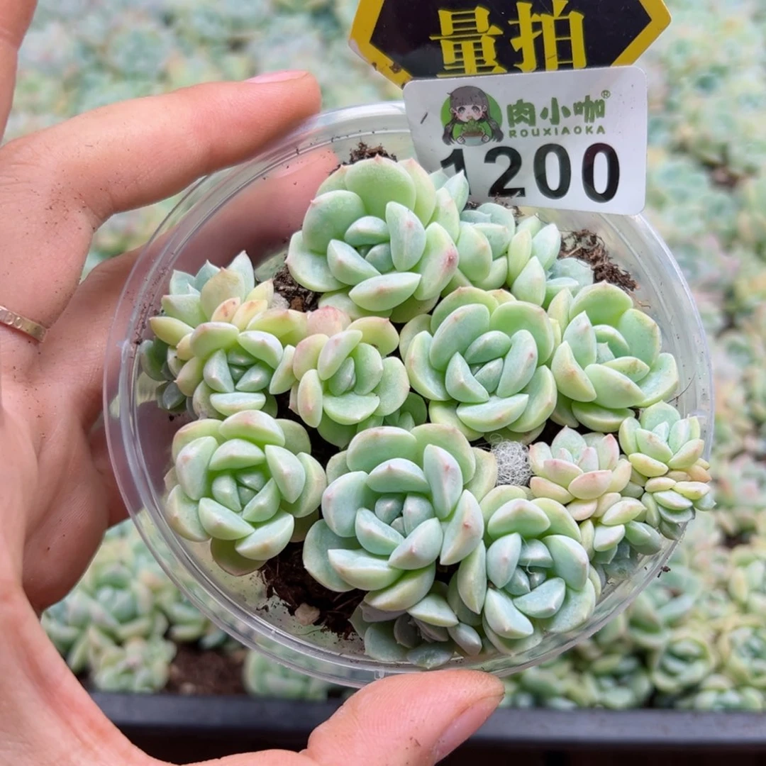 多肉植物多肉植物
