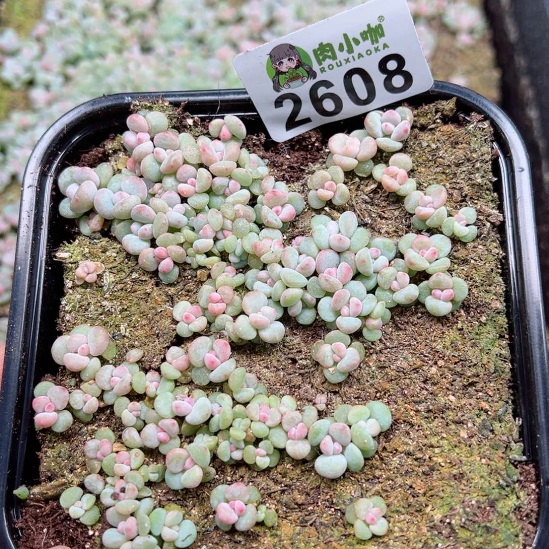 多肉植物多肉植物