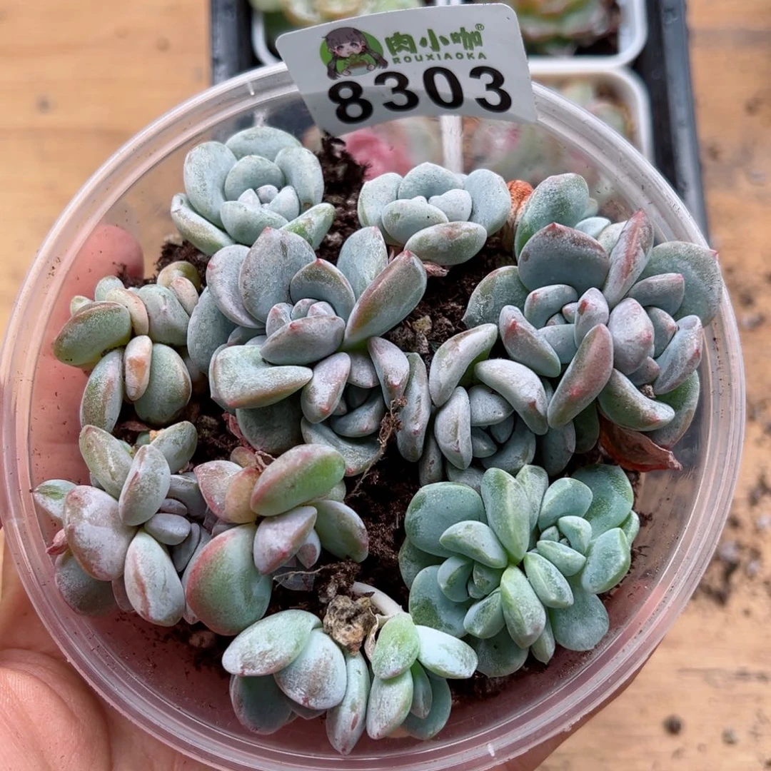 多肉植物多肉植物