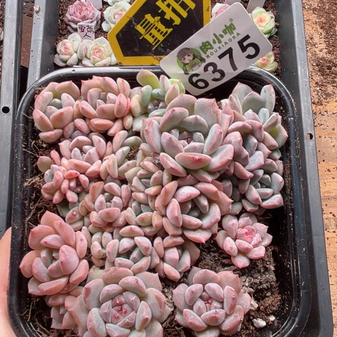 多肉植物多肉植物