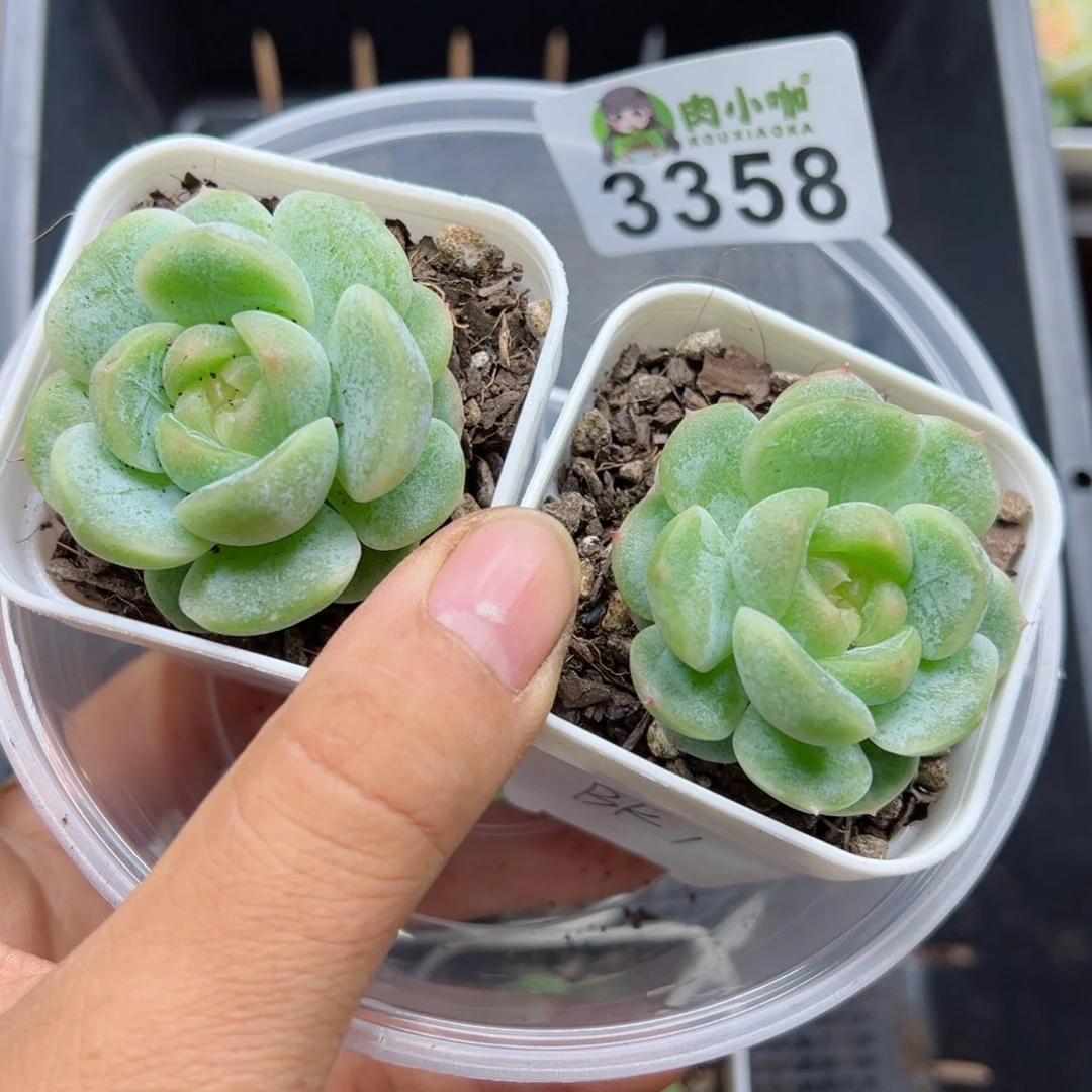胖***贵多肉植物多肉植物