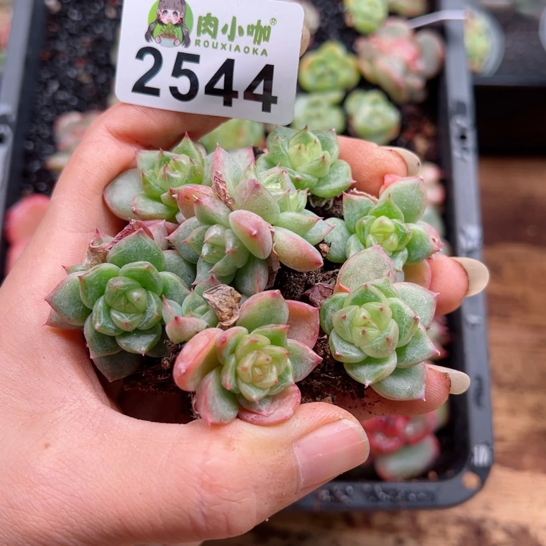 多肉植物多肉植物