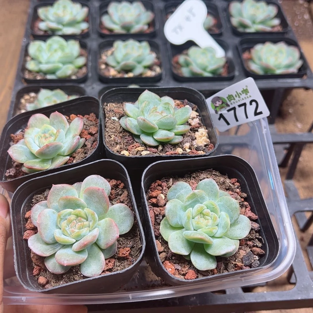 多肉植物多肉植物