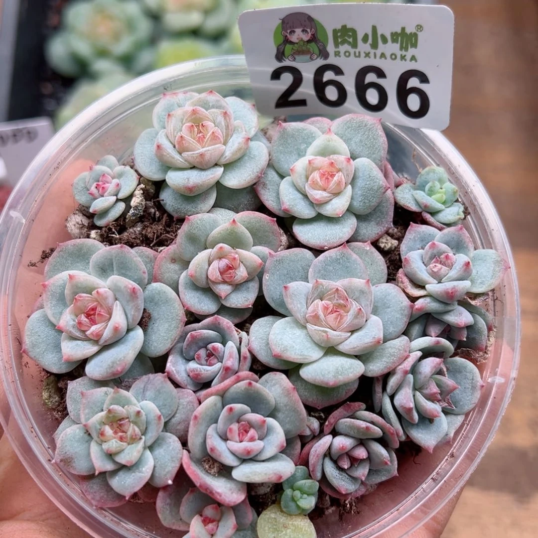 多肉植物多肉植物