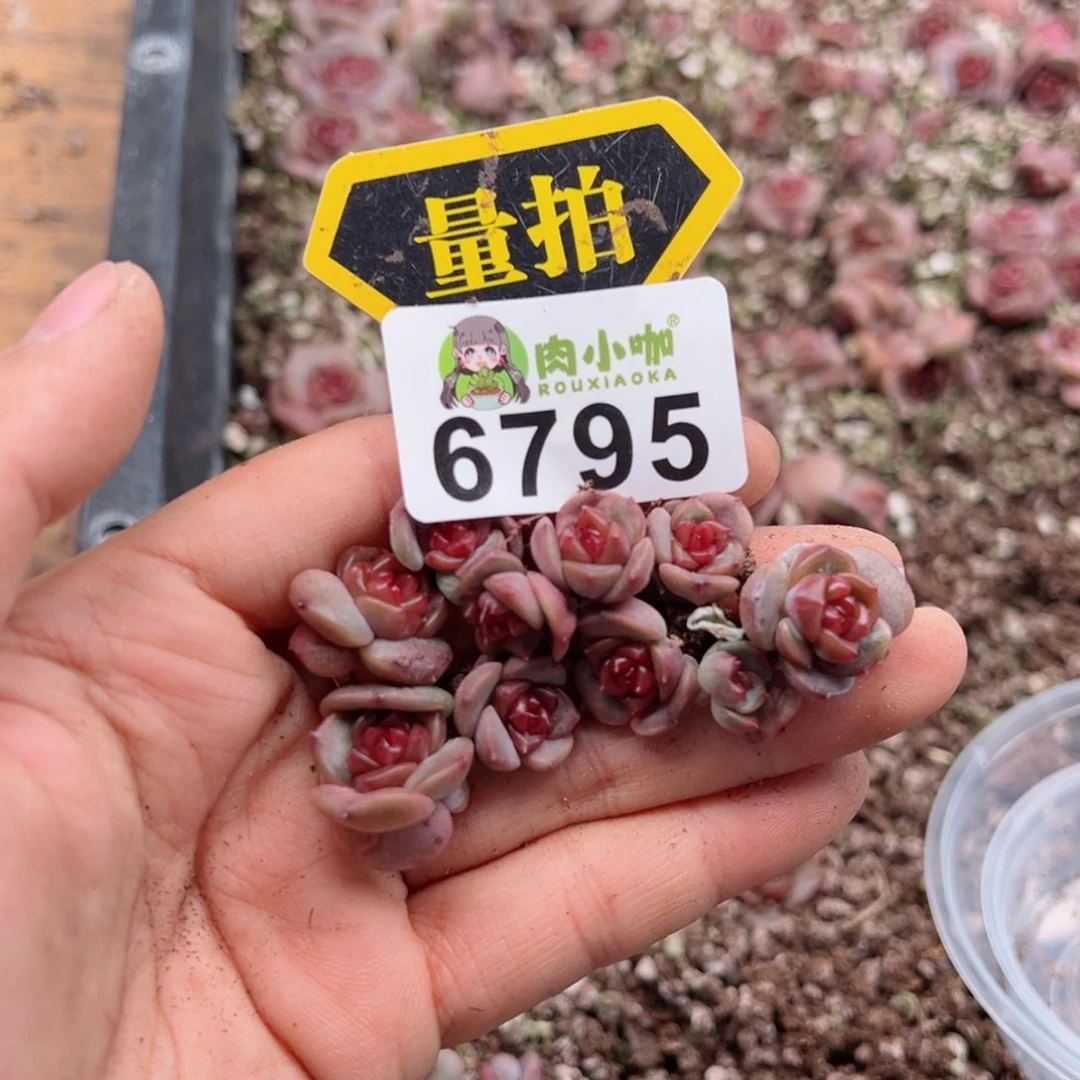 多肉植物多肉植物