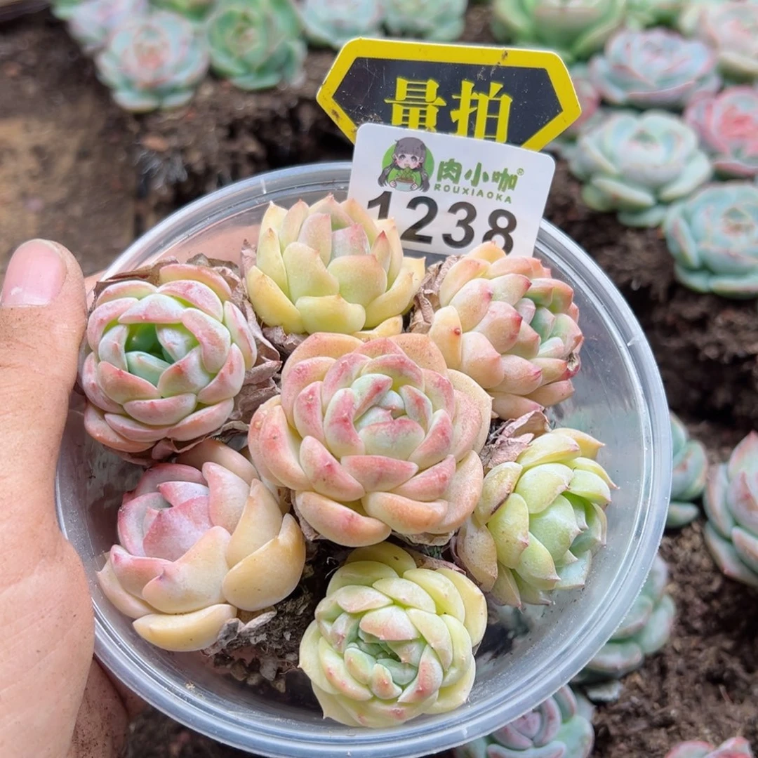 多肉植物多肉植物