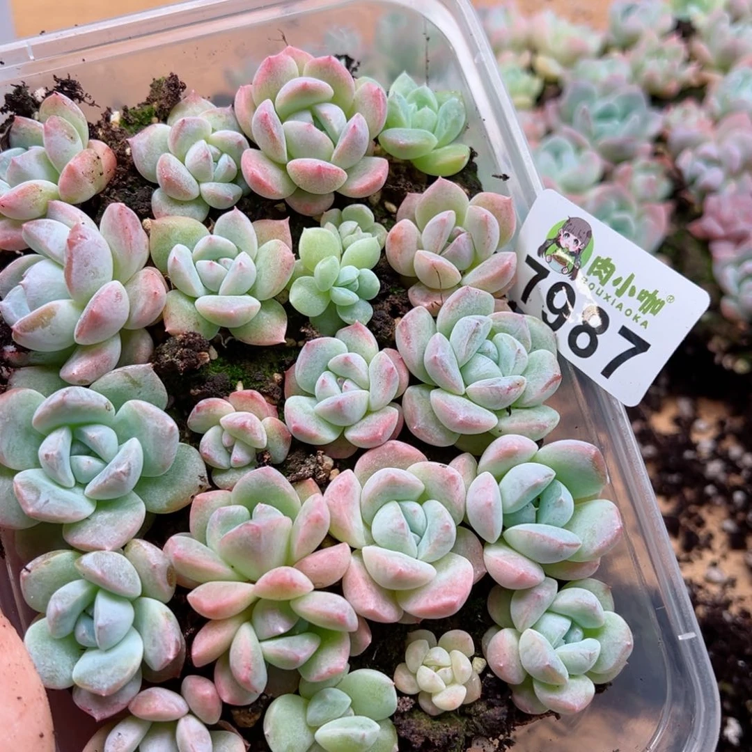 多肉植物多肉植物