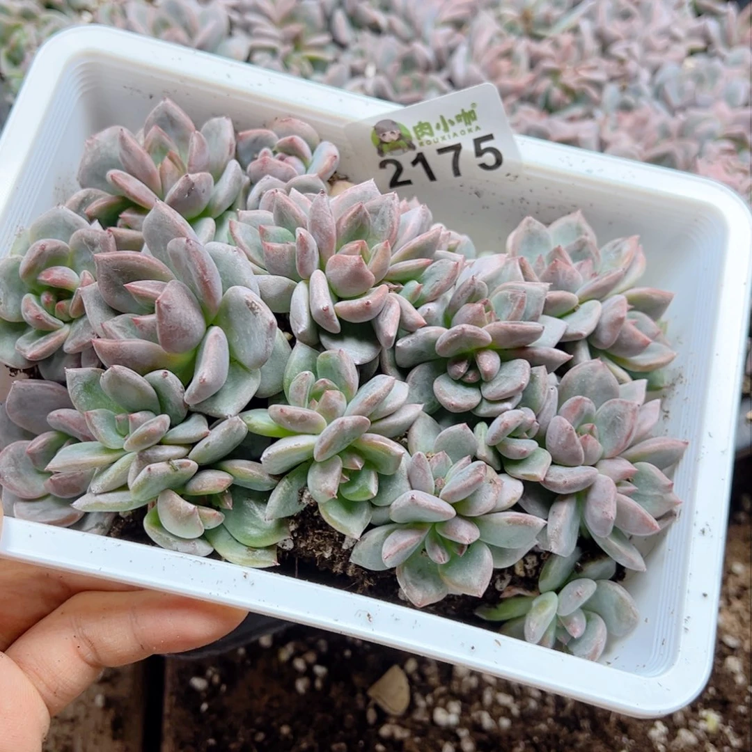桫*多肉植物多肉植物