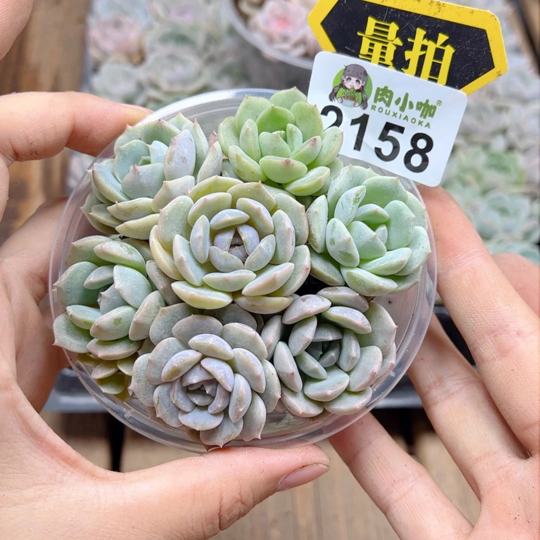 多肉植物多肉植物