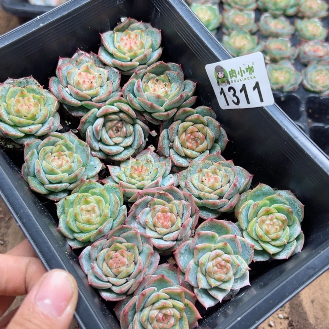 1***e多肉植物多肉植物