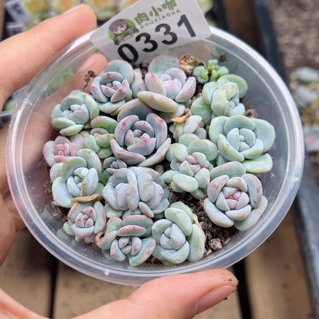 多肉植物多肉植物