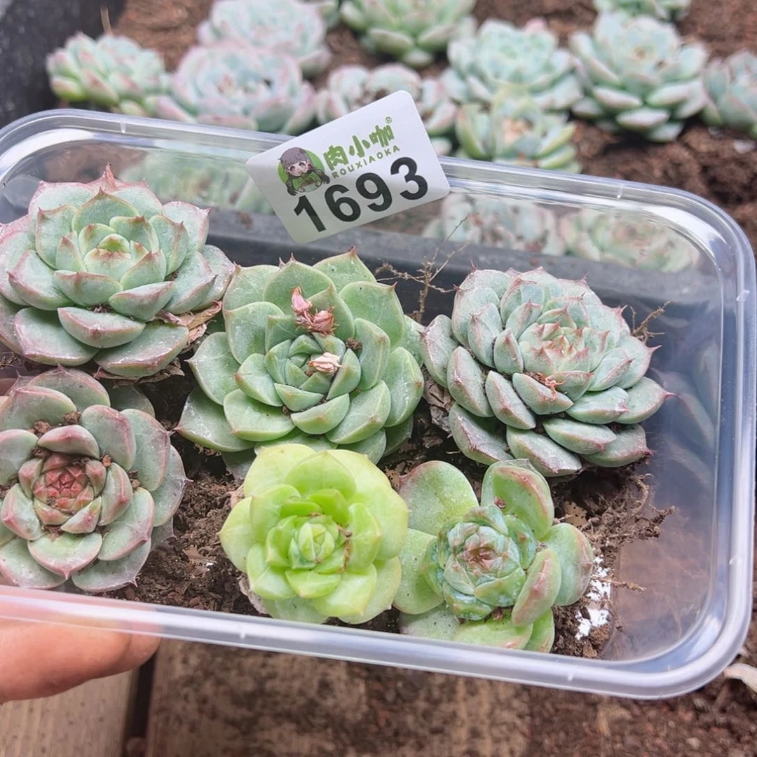 柒****柒多肉植物多肉植物