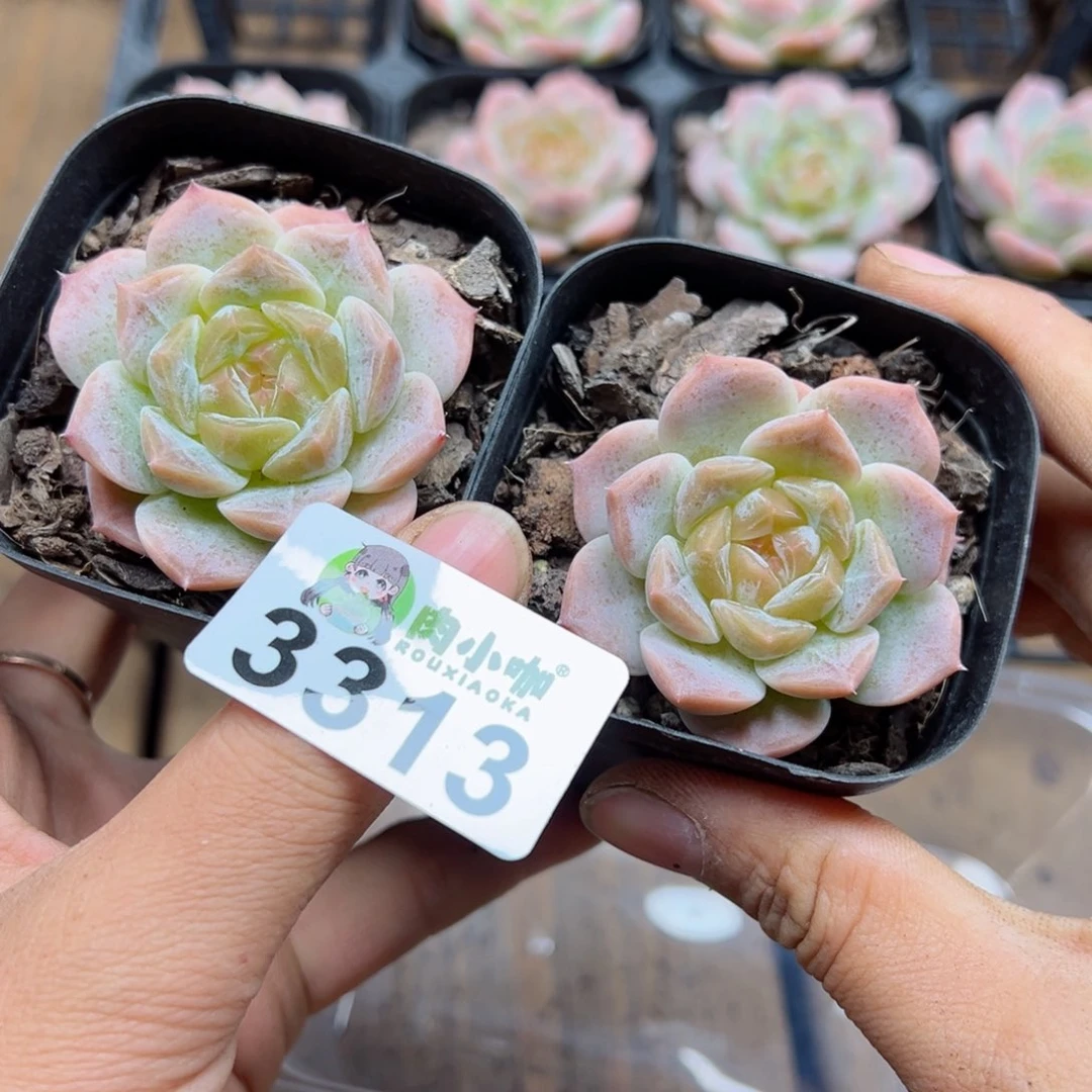 多肉植物多肉植物