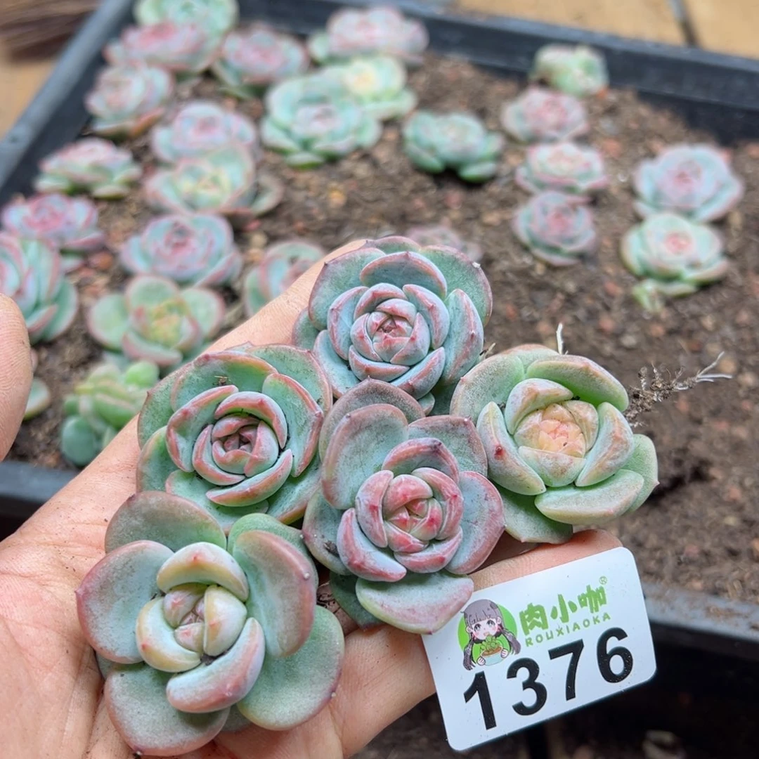 多肉植物多肉植物