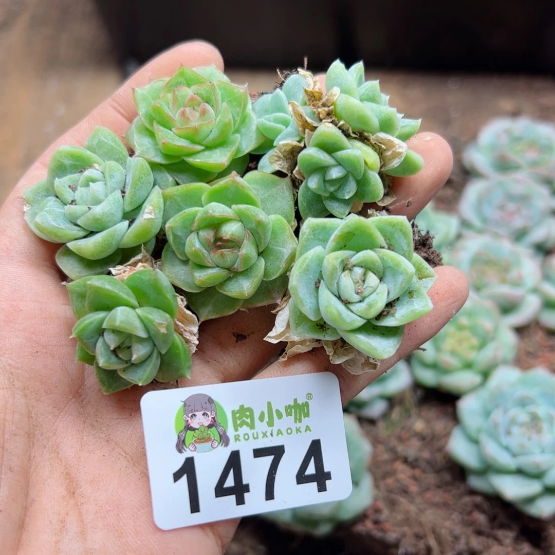 好****?多肉植物多肉植物