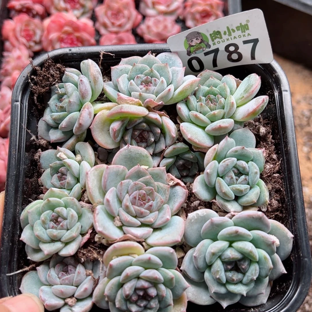 多肉植物多肉植物