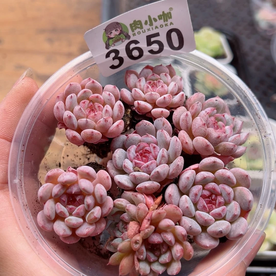 多肉植物多肉植物