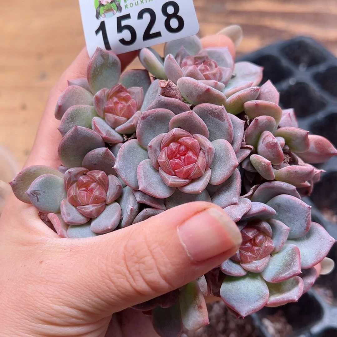 多肉植物多肉植物