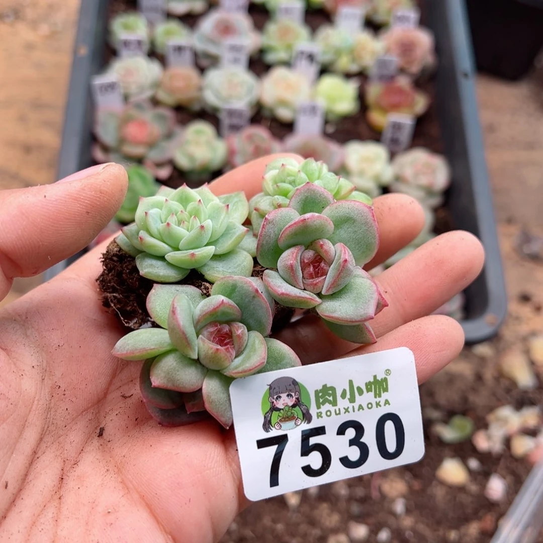 王*多肉植物多肉植物