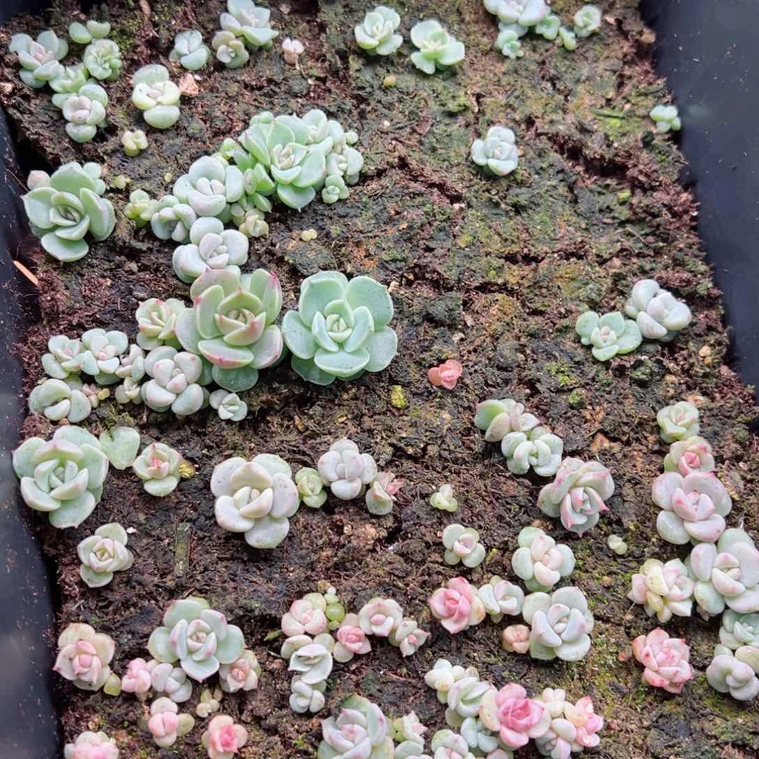 花**开多肉植物多肉植物