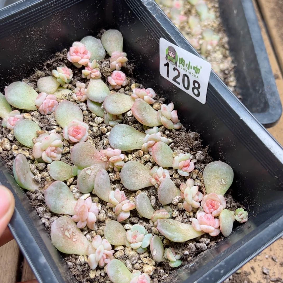 桫*多肉植物多肉植物
