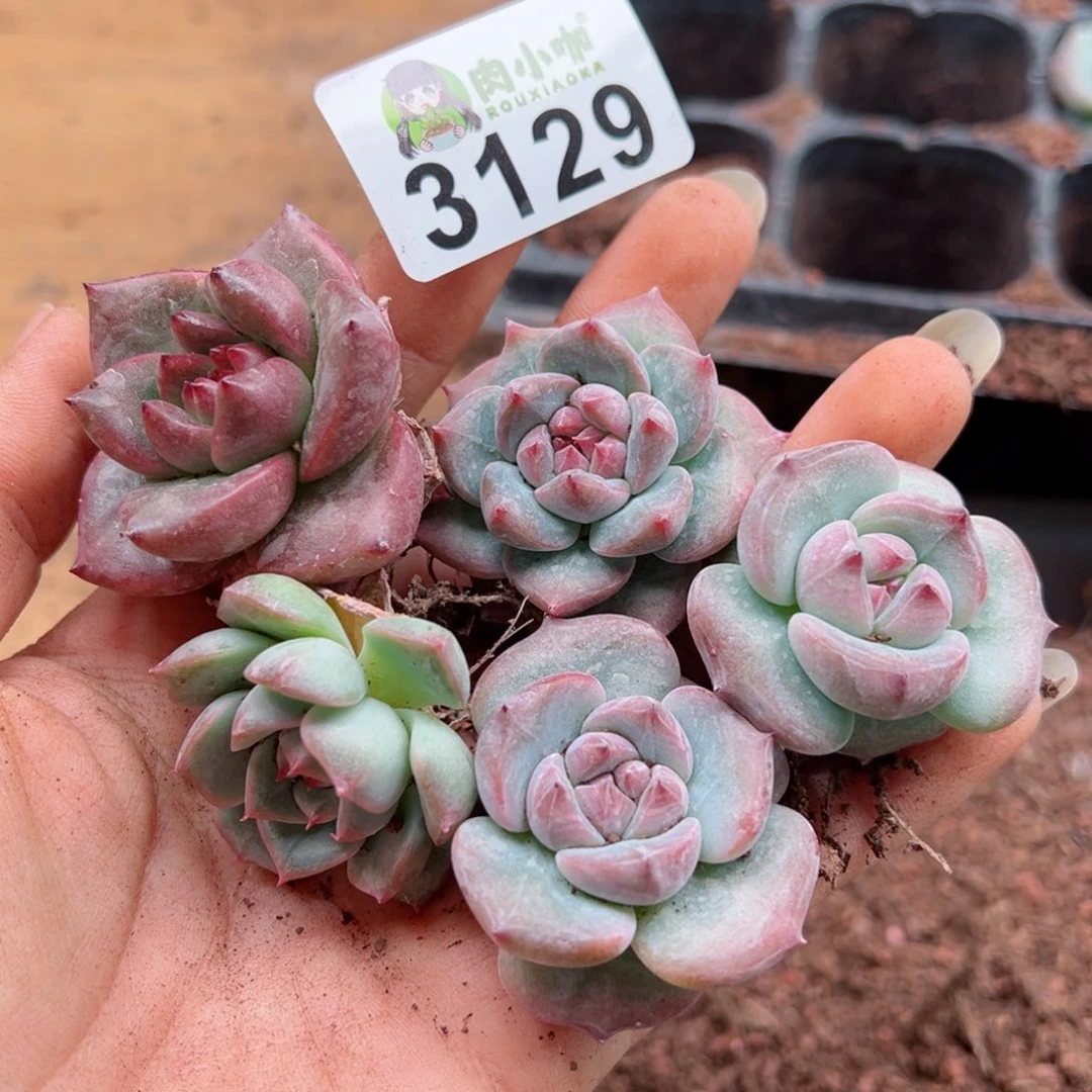多肉植物多肉植物