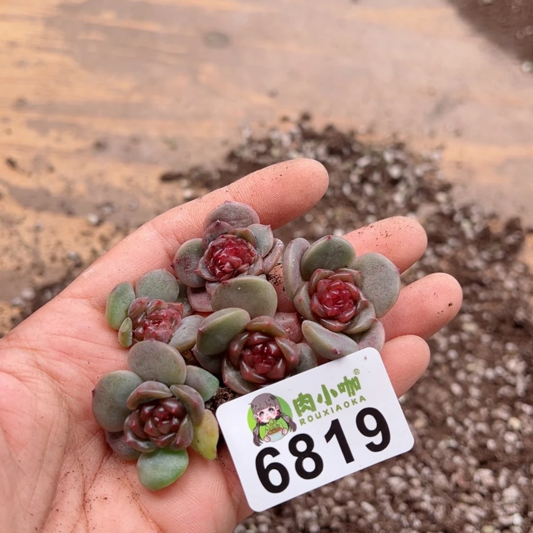 多肉植物多肉植物